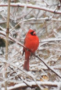 Close-up of bird perching on branch during winter