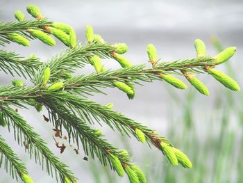 Close-up of pine tree against sky