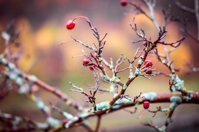 Close-up of flower tree