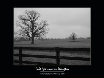 Bare trees on landscape