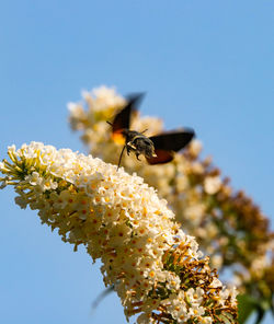 Close-up of bee pollinating on flower