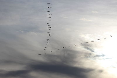 Low angle view of birds flying against sky