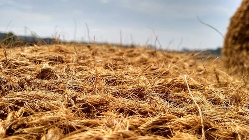 Close-up of crops growing on field against sky