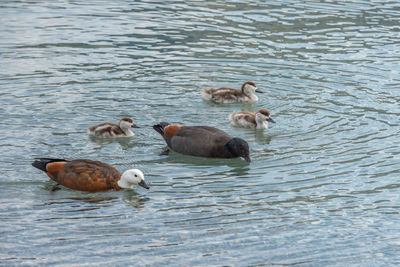 High angle view of ducks in lake