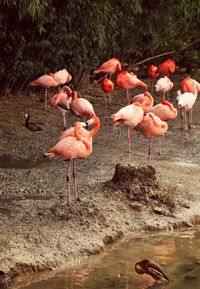 Flamingos in water