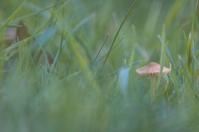 Close-up of mushroom growing on field