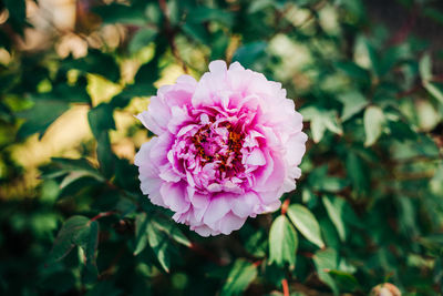 Close-up of pink flowering plant