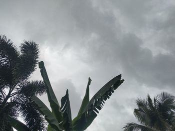 Low angle view of palm trees against sky