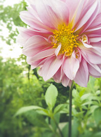 Close-up of pink flower