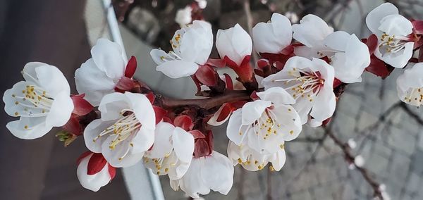 Close-up of white cherry blossoms