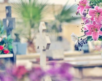 Close-up of plants against blurred background