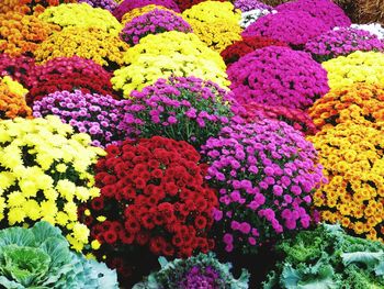 Full frame of colorful flowers