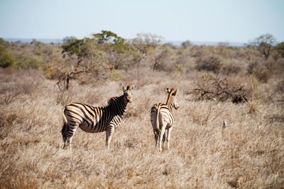 Zebras on the field