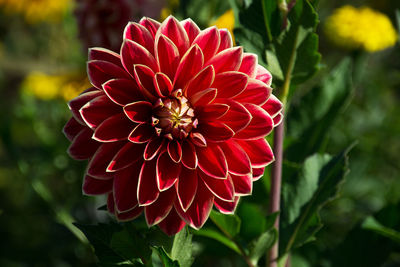 Close-up of red flower