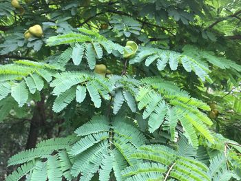 High angle view of fern leaves on tree