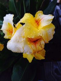 Close-up of wet yellow flower blooming outdoors