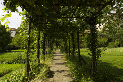 Footpath amidst trees in park