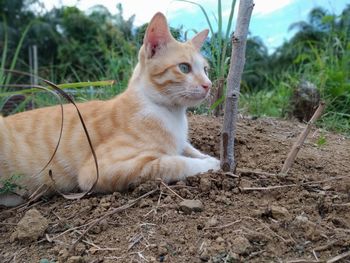 Cat looking away on field