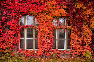 Window with overgrown red color autumn leaves