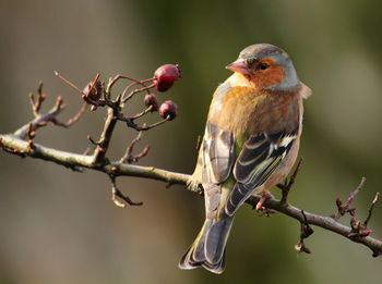 Close-up of bird perching on branch