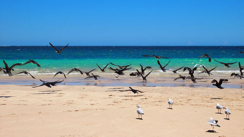 Birds flying over beach against clear blue sky