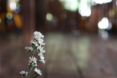 Close-up of white flowering plant