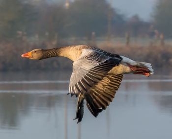 Close-up of bird flying over lake