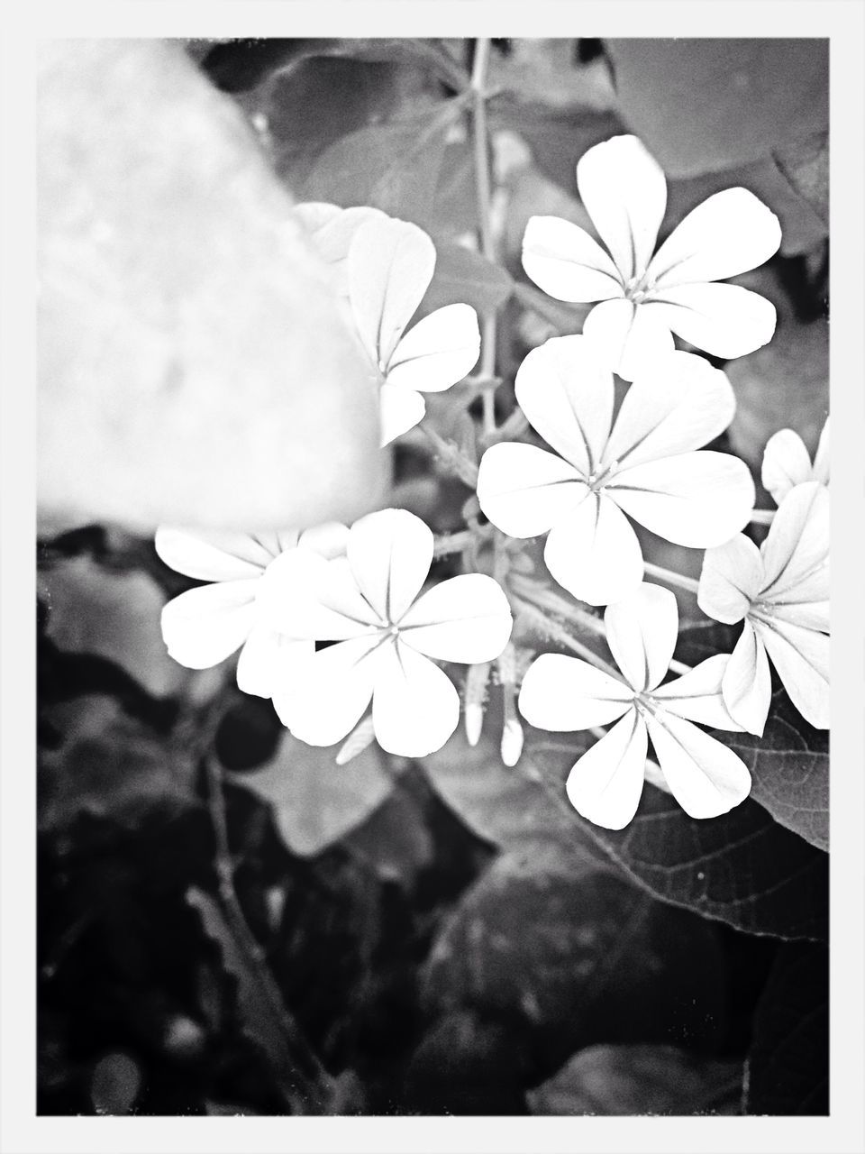 flower, transfer print, petal, freshness, growth, fragility, auto post production filter, flower head, leaf, beauty in nature, close-up, nature, plant, blooming, blossom, white color, focus on foreground, in bloom, day, botany