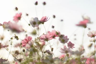 flowering plant