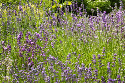 Close-up of purple lavender flowers in garden