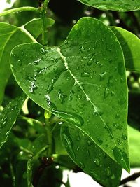 Close-up of water drops on leaves