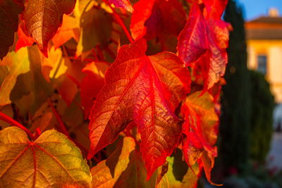 Close-up of autumnal leaves