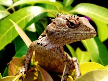 Close-up of lizard