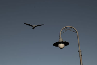 Low angle view of bird flying against clear sky