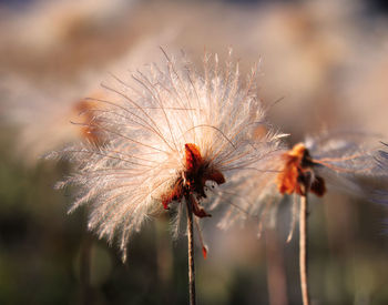 Close-up of flower against blurred background