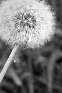 Close-up of dandelion flower