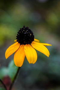 Close-up of yellow flower