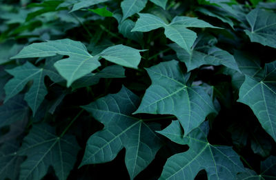 Full frame shot of leaves