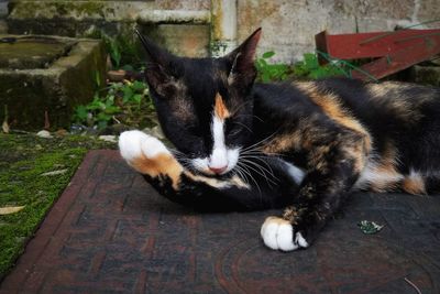 Close-up of cat resting outdoors