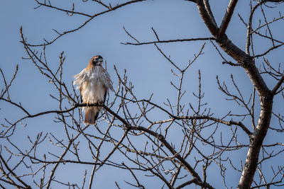 Low angle view of eagle perching on tree