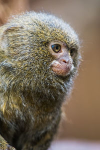 Close-up of lizard