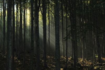 Trees in forest