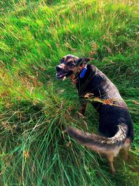 Close-up of dog on grass