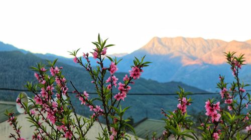 Close-up of flowering plants against mountain range