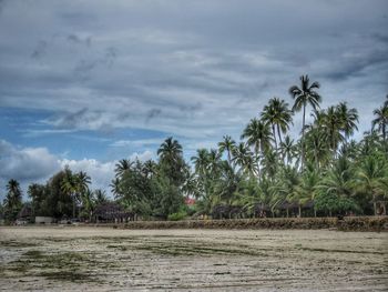 Scenic view of palm trees on beach against sky