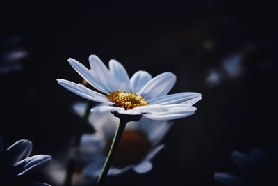Close-up of flower blooming outdoors
