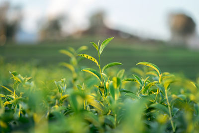 Close-up of yellow plant on field