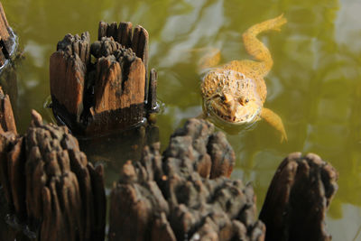 Close-up of frog on rock by lake