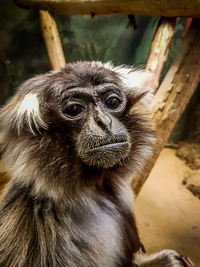 Close-up portrait of monkey