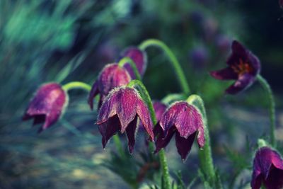 Close-up of purple flowering plant